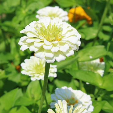 Zinnia- Benary's Giant White