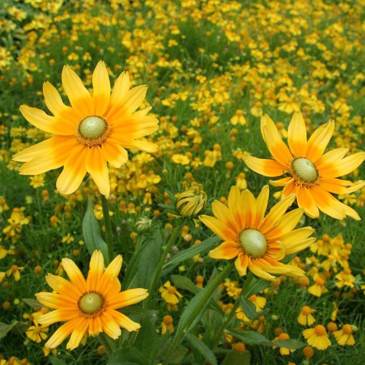 Prairie Sun – Film-Coated Rudbeckia Seed