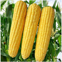 Corn, Sweet- Legacy