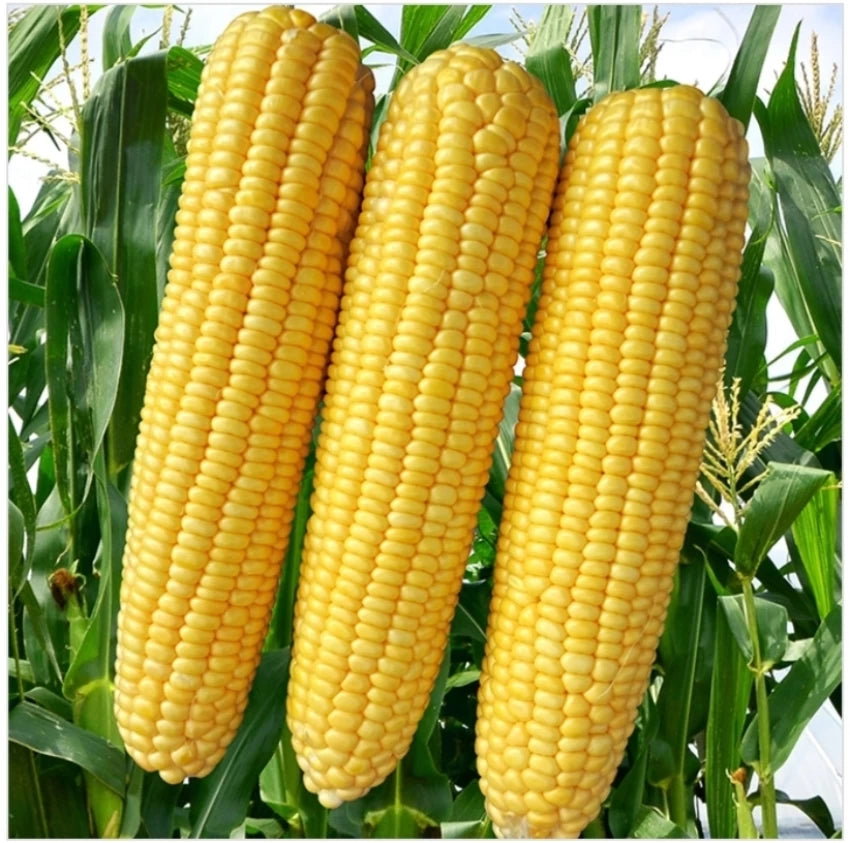 Corn, Sweet- Hawaiian