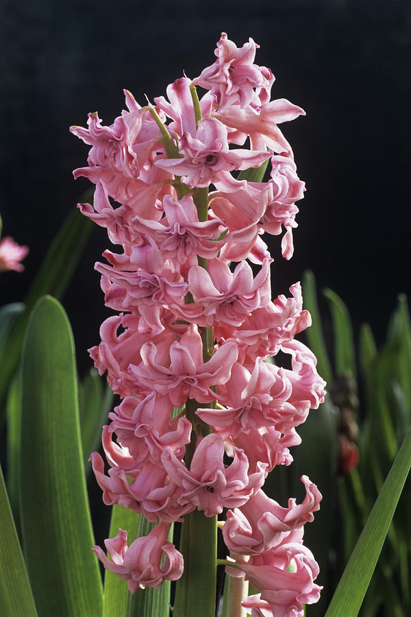 Rosette Double Pink Bulb