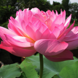 Nymphaea Caerulea China Water Lily Pad Flower Pond Seeds