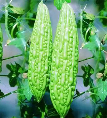 Bitter Gourd Faizabadi Vegetable Seeds