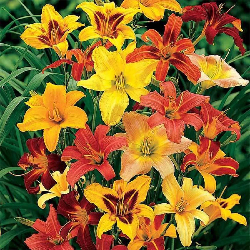 Hemerocallis Day Lily Random Color Bulb