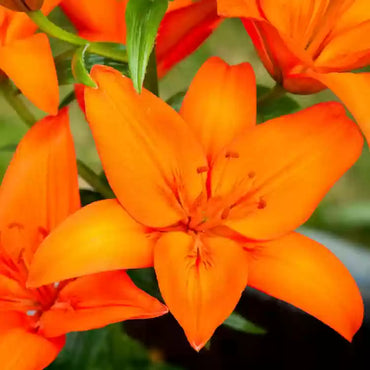 Honesty Asiatic Lily Dark Orange Bulb