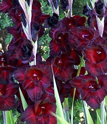 Black Sea Gladiolus