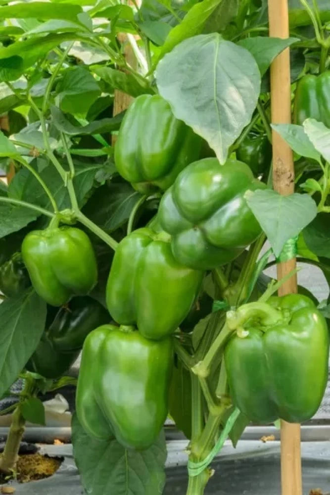 Capsicum Green Vegetable Seeds