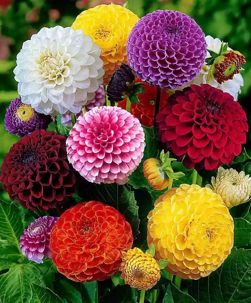 Beach Ball Dahlia Mixture