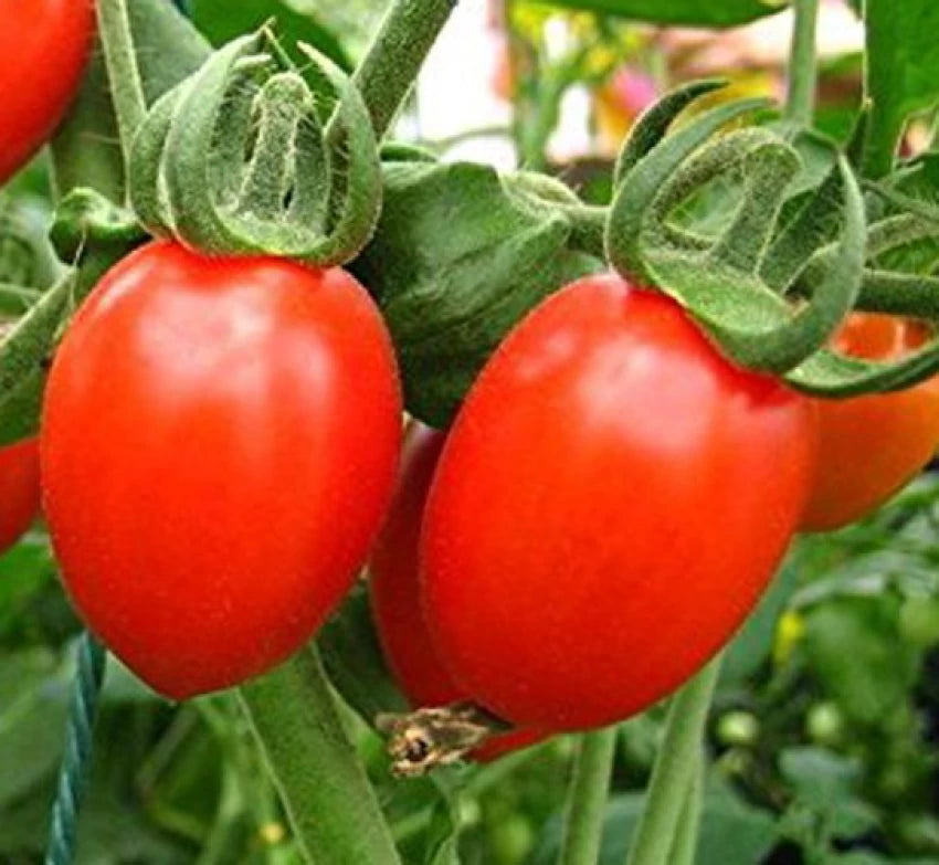 Tomato Pusa Ruby Vegetable Seeds