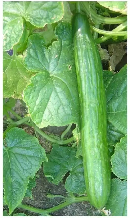 Cucumber- Chinese Snake