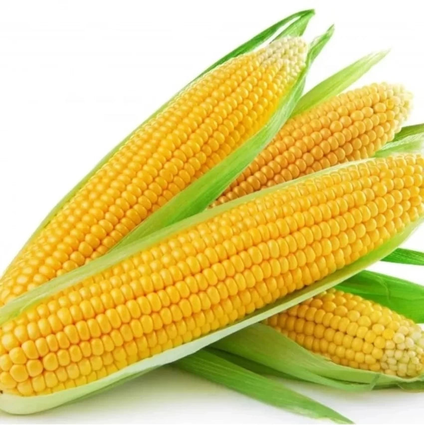 Corn, Sweet- Legacy