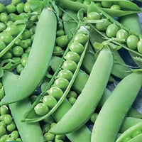 Peas Arkel Vegetable Seeds