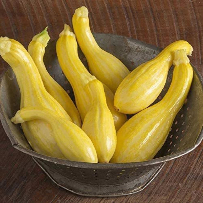 Yellow Crookneck – Organic Yellow Summer Squash Seed