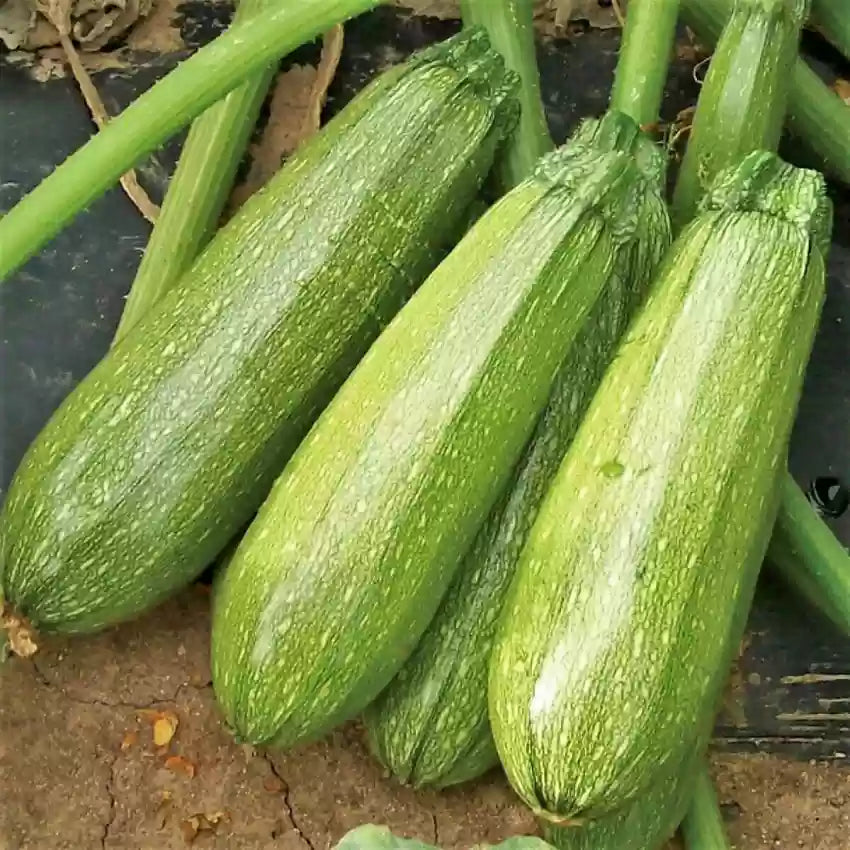 Zucchini- Grey