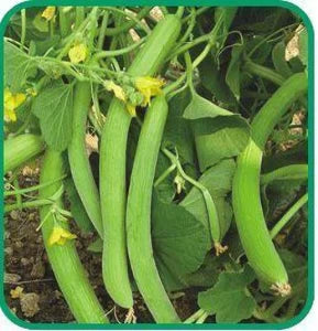 Long Melon, Kakri Selection Vegetable Seeds