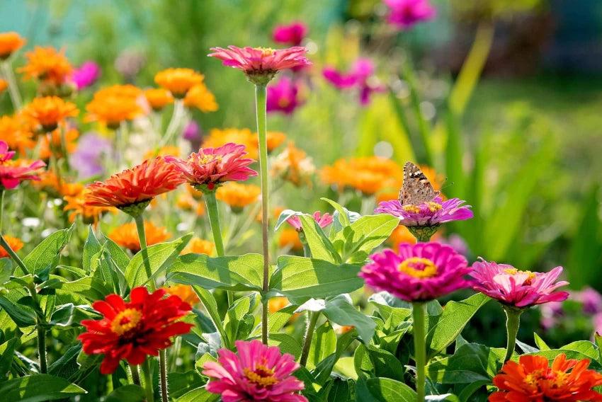 Zinnia- Thumbelina Dwarf Mix