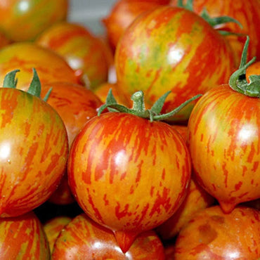 Tomato- Tigerella