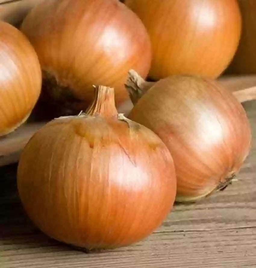 Yankee – Organic Onion Seed