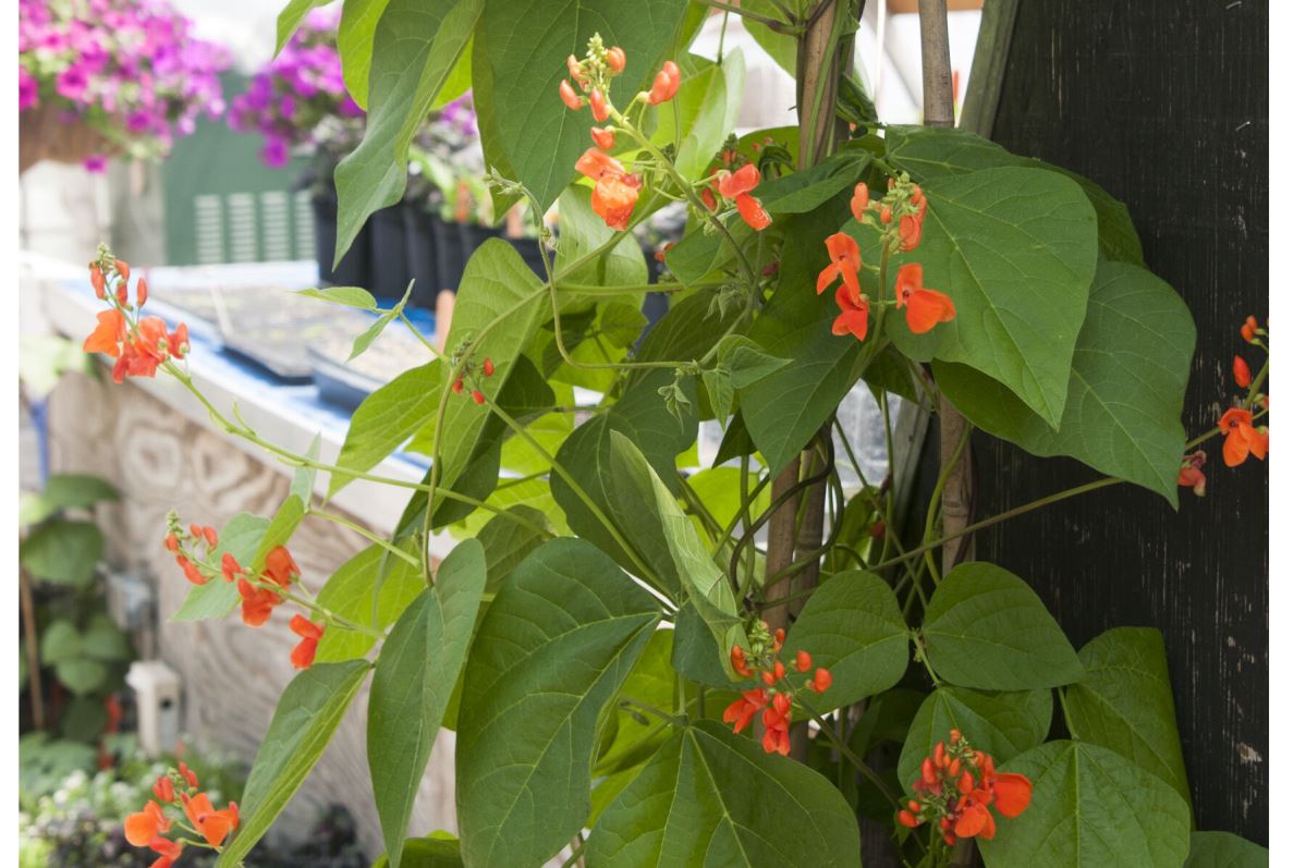 Scarlet Runner Bean – Flower Seed