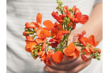 Scarlet Runner Bean – Flower Seed