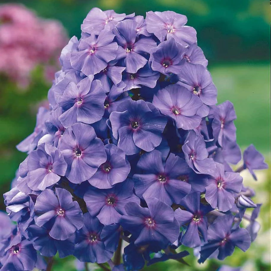 Amethyst Tall Phlox