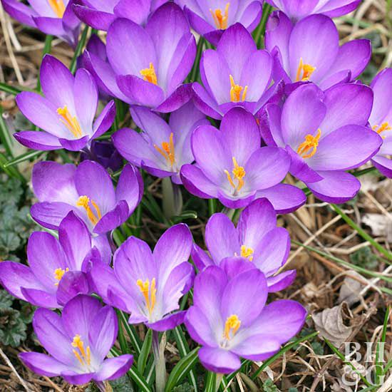 Crocus Bulbs