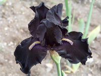 Black Is Black Bearded Iris Seeds