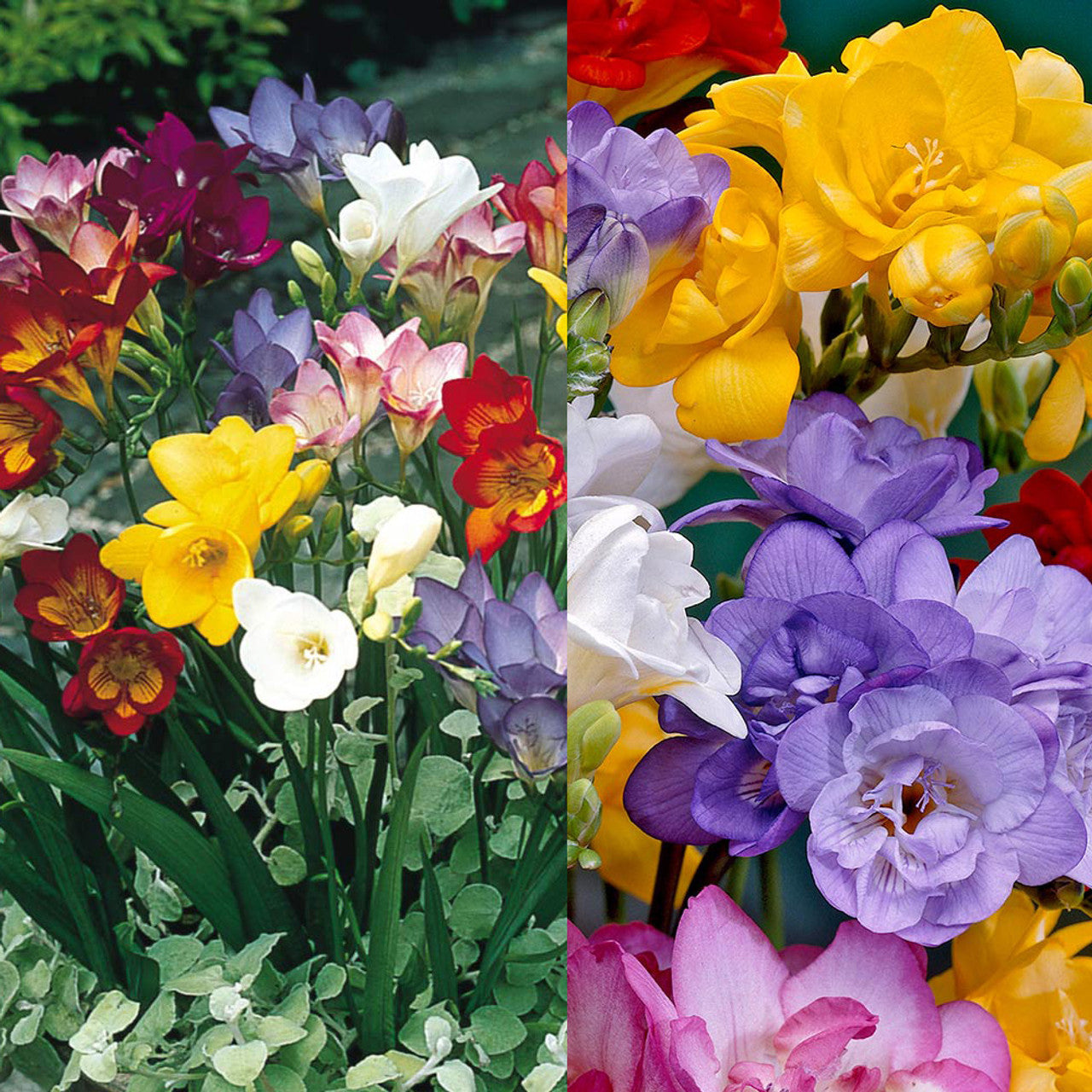 Freesia Mix Color Bulbs