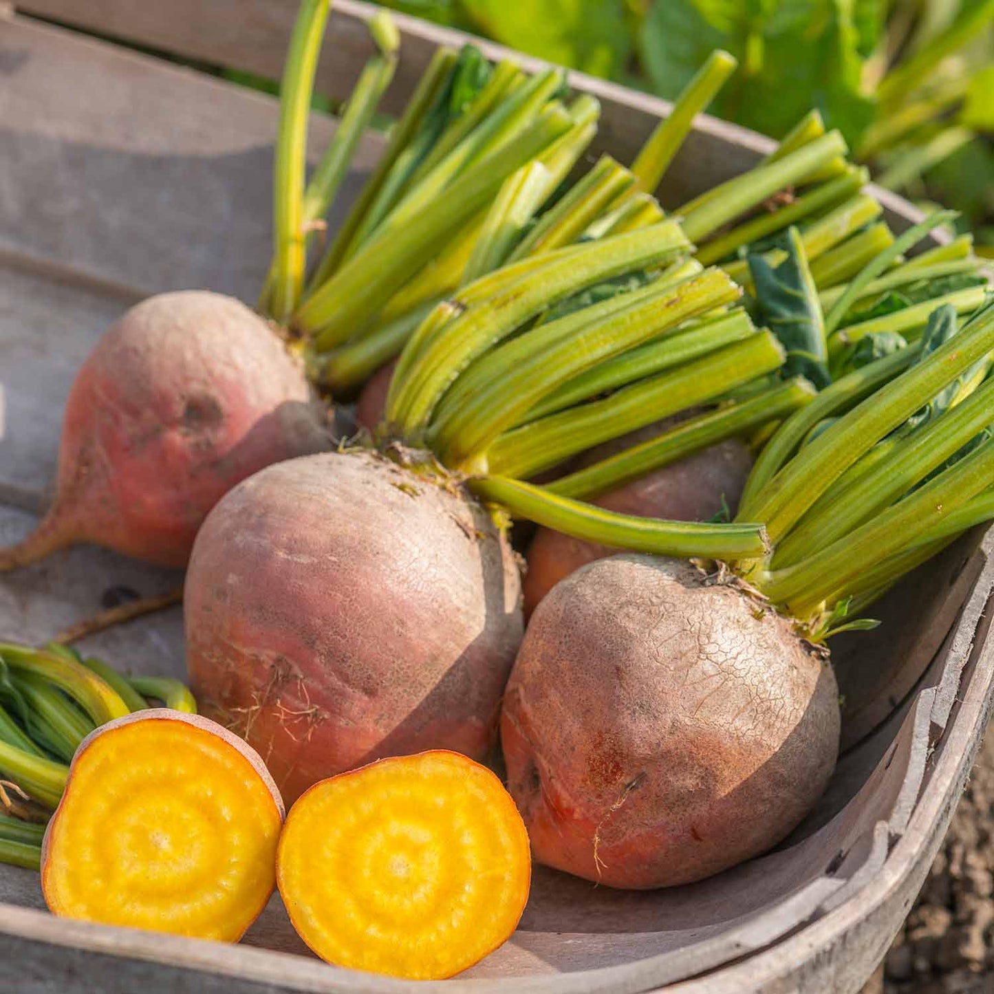 Beetroot- Golden Globe