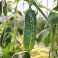 Adam Gherkin – Organic Cucumber Seed