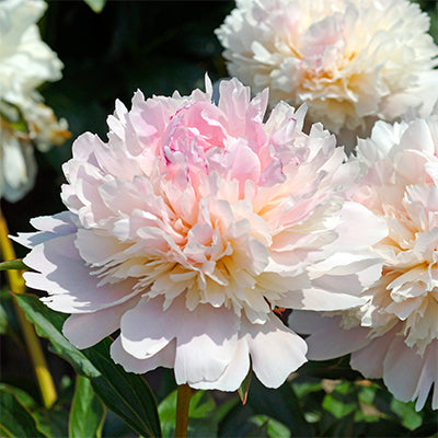 Alertie Peony