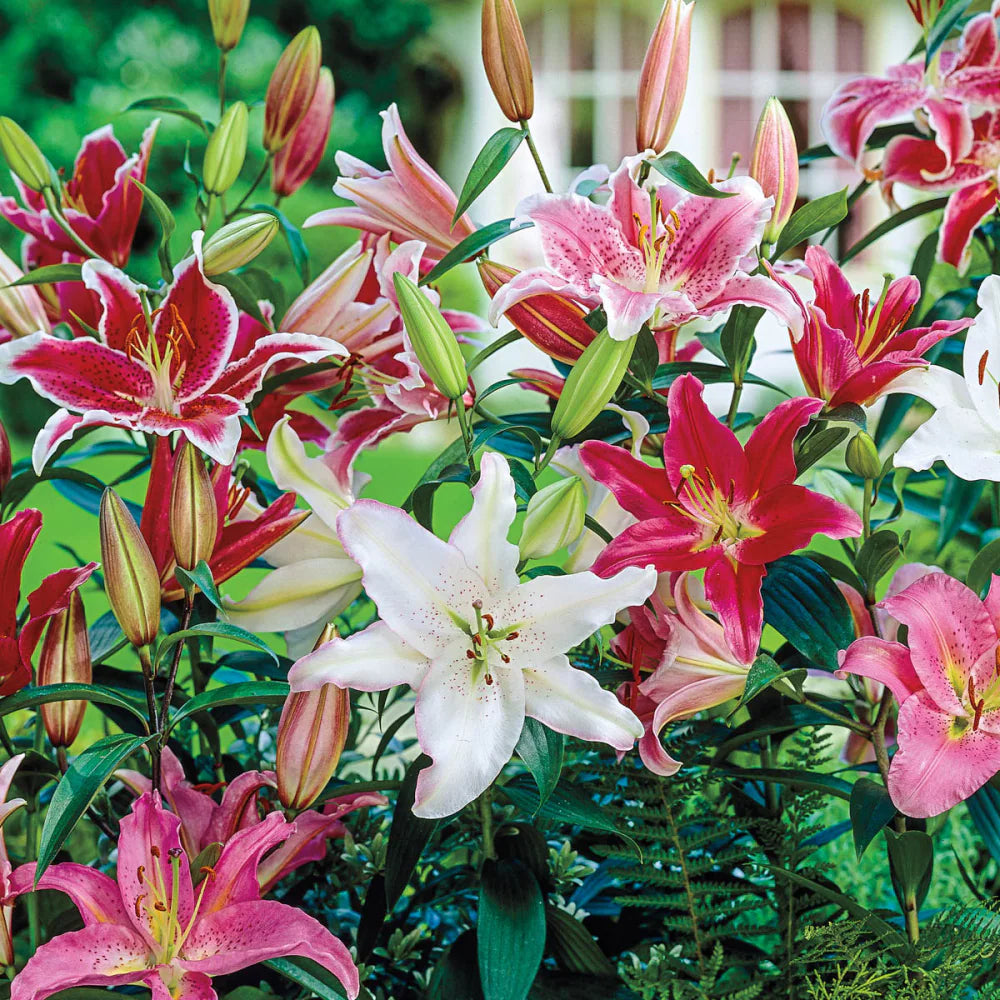 Ultimate Lily Tree Collection Seeds