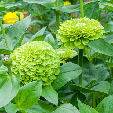 Zinnia- Queeny Lime