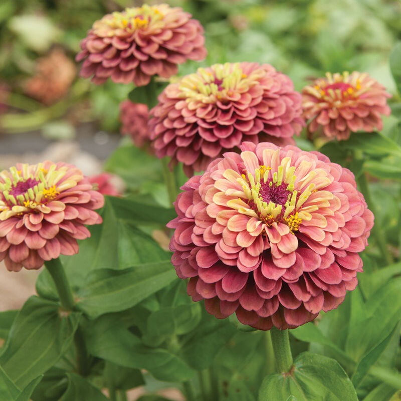 Queeny Red Lime – Zinnia Seed