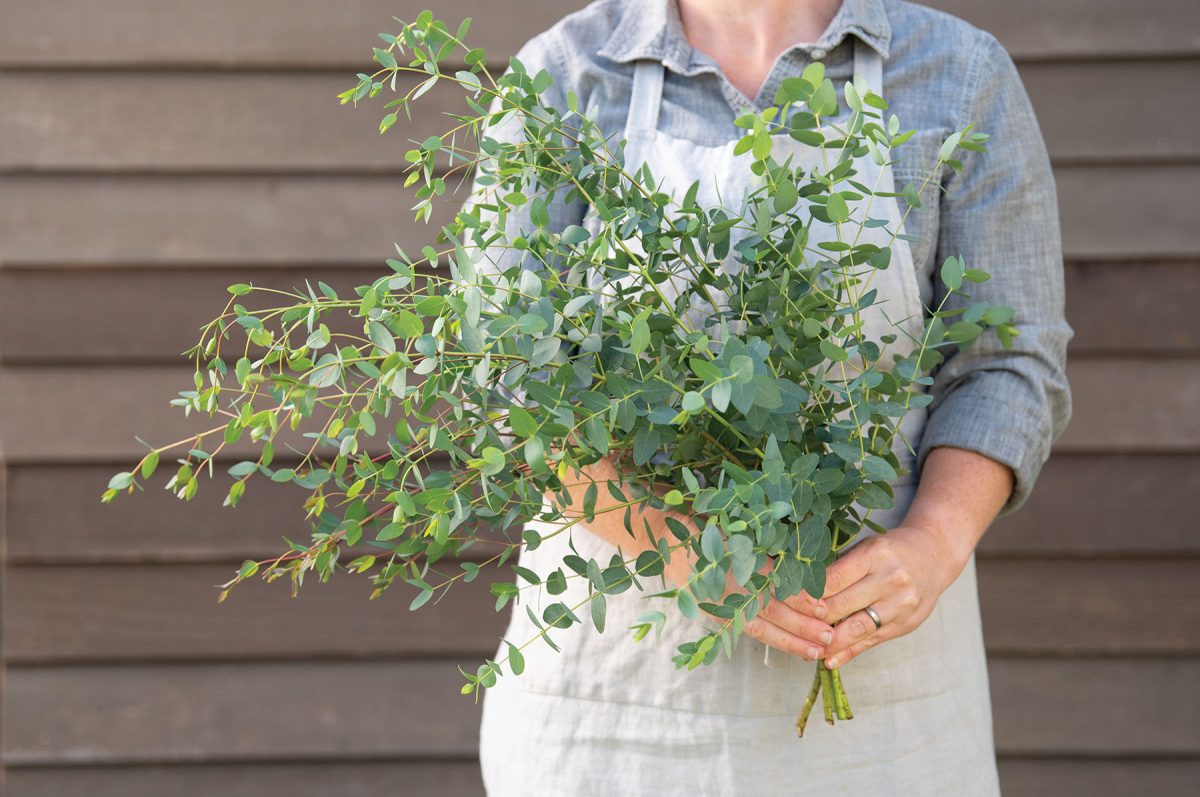 Small-Leaved Gum – Eucalyptus Seed