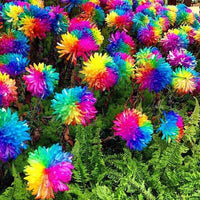 Rainbow Chrysanthemum Flower Seeds Rare Color Home Garden Seeds