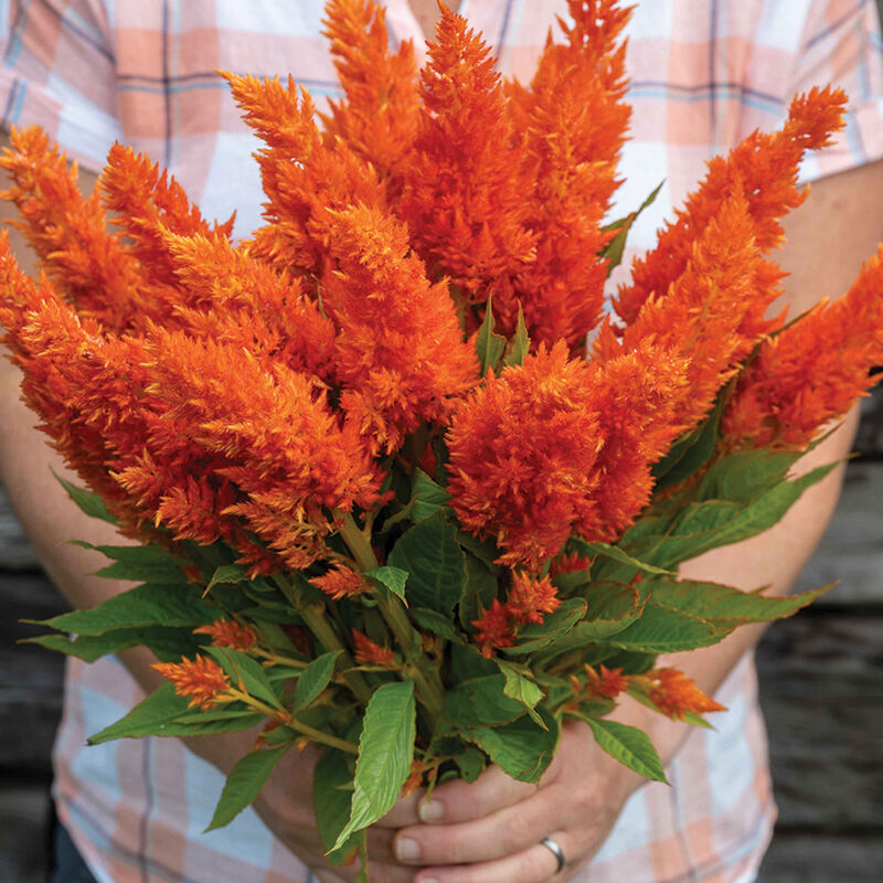 Sunday Bright Orange – Celosia Seed