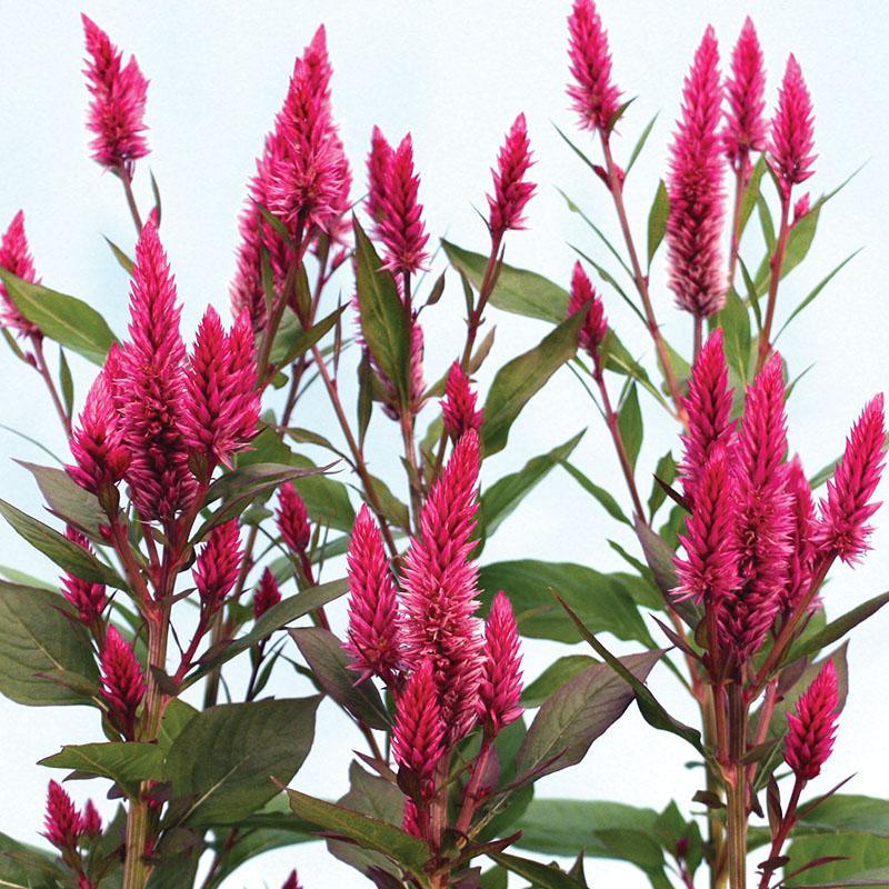 Celosia Asian Garden