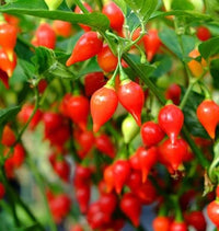 Biquinho Red – Piquillo Pepper Seed