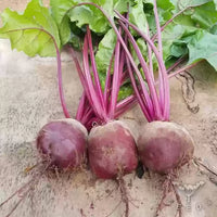 Zeppo – Beet Seed