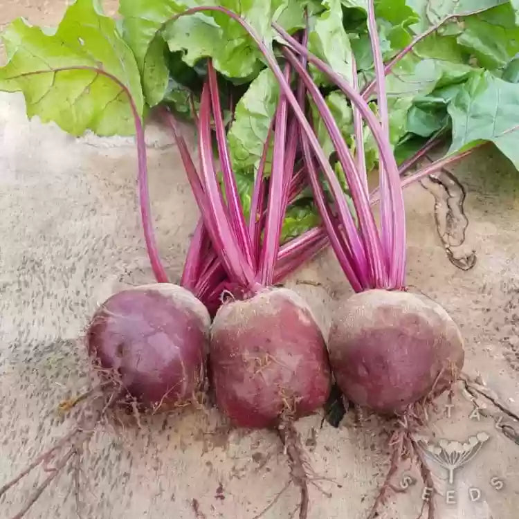 Boro – Organic Beet Seed