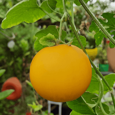 Cucumber Yellow Round Vegetable Seeds