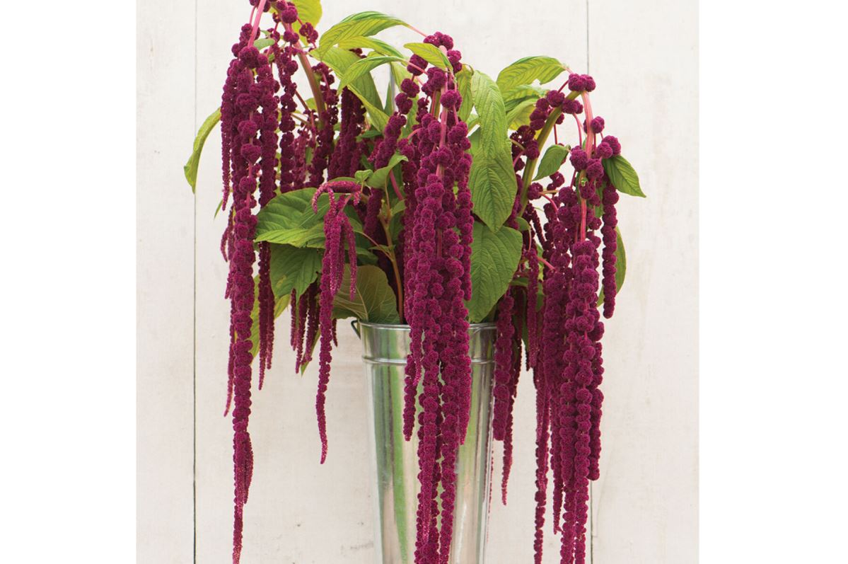 Love-Lies-Bleeding – Amaranthus Seed