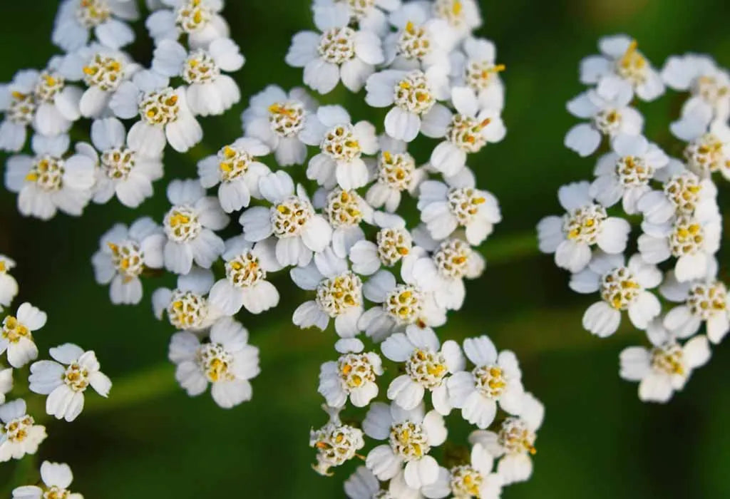 Yarrow