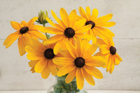 Indian Summer – Rudbeckia Seed