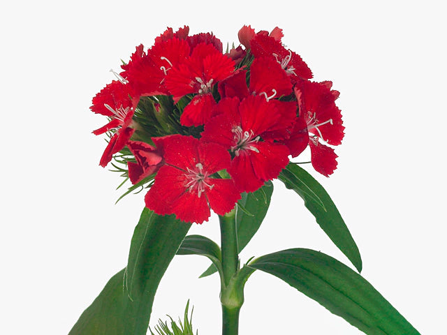 Barcelona Red – Dianthus Seed