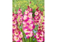 Apricot Bubblegum Gladiolus