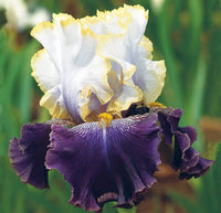 Triple Dip Reblooming Bearded Iris Seeds