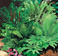 Hardy Fern Mixture