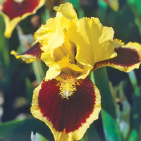 Ultimate Dwarf Bearded Iris Seeds